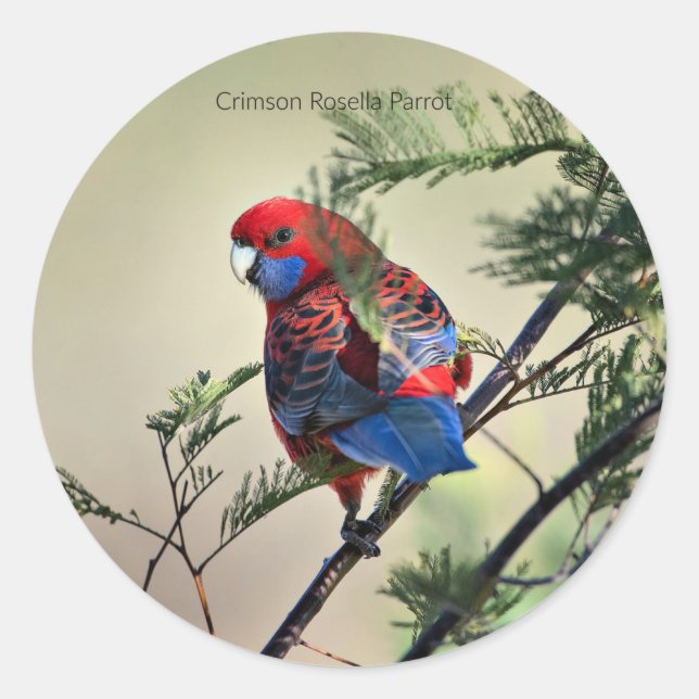 Adesivo Crimson Rosella Parrot, (Frente)