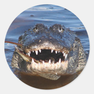 Adesivo Crocodilo de sorriso