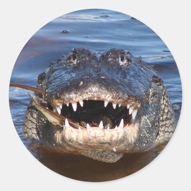 Adesivo Crocodilo Sorridente (Frente)