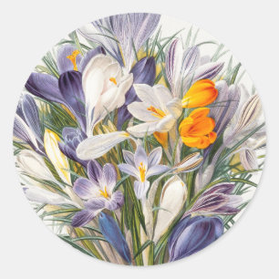 Adesivo Crocus Primavera Fllower Arte Botânica
