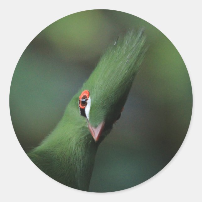 Adesivo Curiosa Guiné Turaco Green Pássaro (Frente)