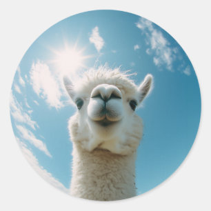 Adesivo Curioso Alpaca debaixo do Sol