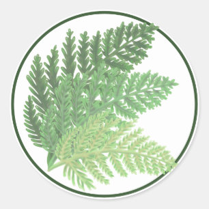 Adesivo Curioso boho Moss Green Fern