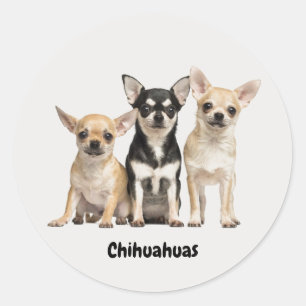 Adesivo Cute Chihuahua Pupplies