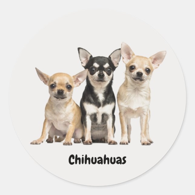 Adesivo Cute Chihuahua Pupplies (Frente)