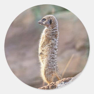 Adesivo Cute Little Meercat Animal Nature Wildlife