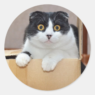 Adesivo Cute Little Tuxedo Cat Pet Animal Kitty