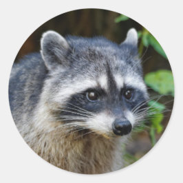 Adesivo Cute Posing North American Raccoon