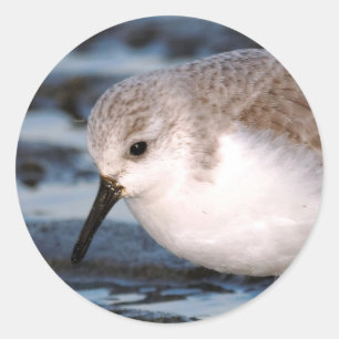 Adesivo Cute Sanderling Sandpiper Wanders