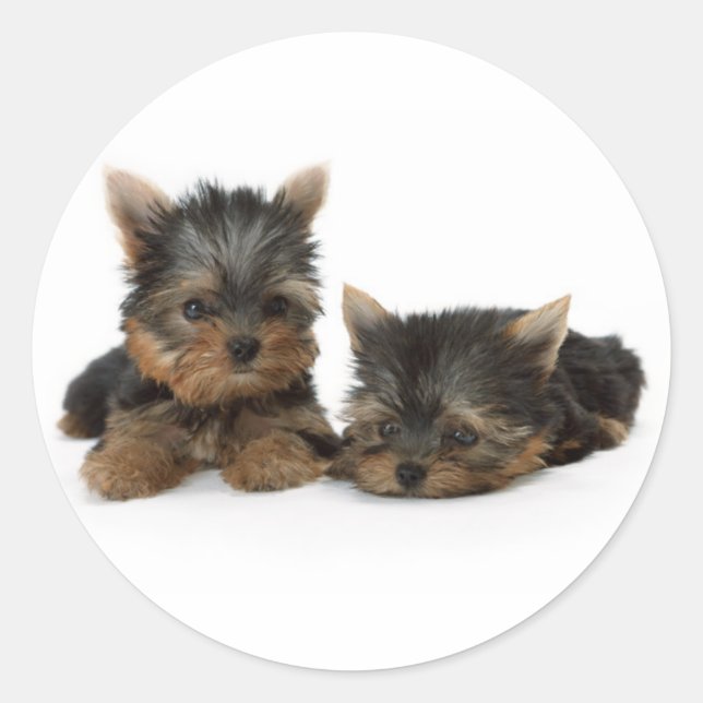 Adesivo Cute Yorkshire Terrier cachorrinhos (Frente)