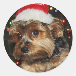 Adesivo Cute Yorkshire terrier com Santa Hat