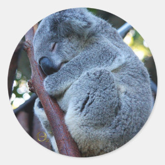 Adesivo Cutie Pie Koala