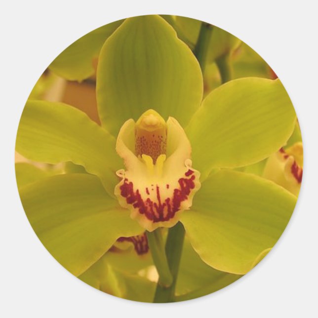 Adesivo Cymbidium Verde Orquídeo (Frente)
