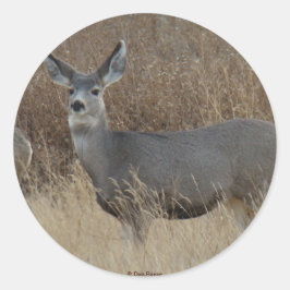 Adesivo D14 Mule Deer Doe