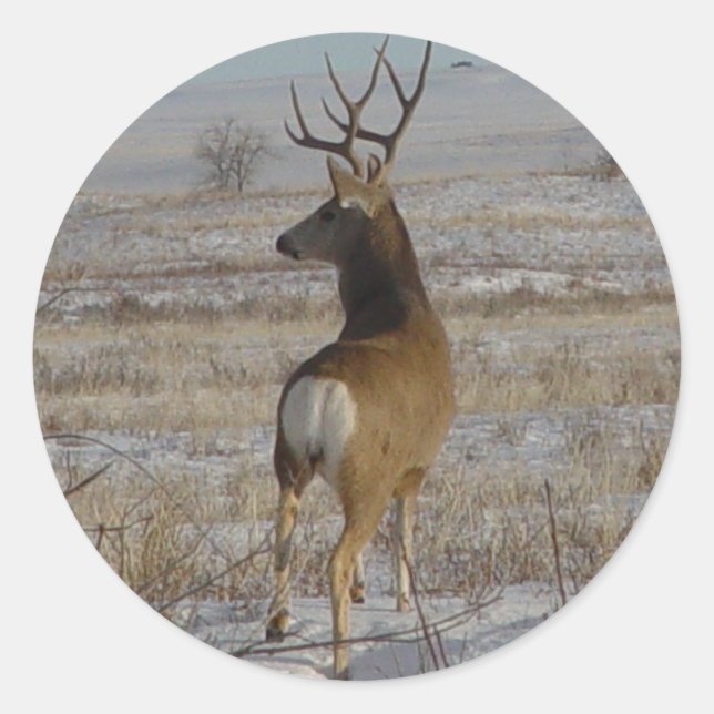 Adesivo D20 Mule Deer Buck na neve (Frente)