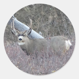 Adesivo D32 Mule Deer Buck