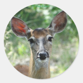 Adesivo D33 Fêmea de Veado-de-cauda-branca