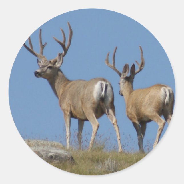 Adesivo D9 Mule Deer Bucks em Velvet (Frente)