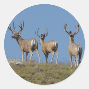 Adesivo D9 Mule Deer Bucks em Velvet