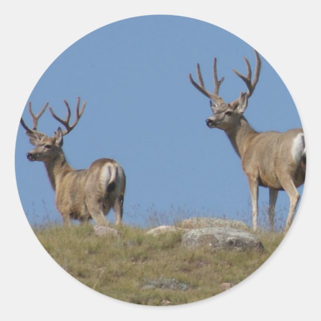Adesivo D9 Mule Deer Bucks em Velvet (Frente)