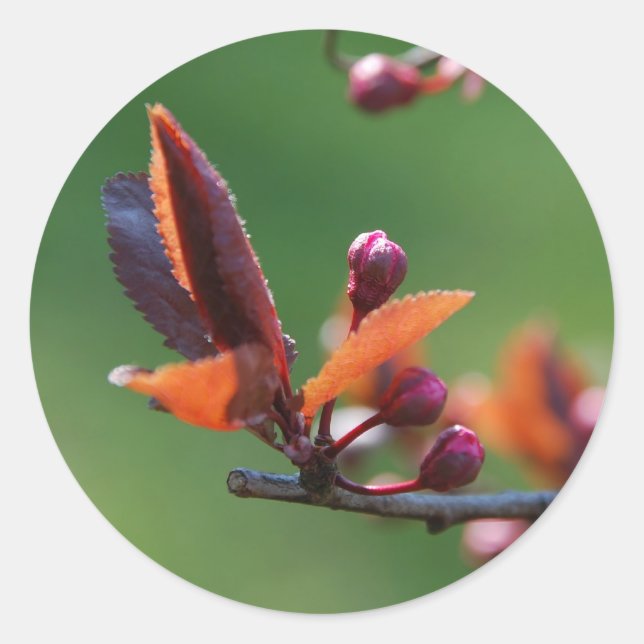 Adesivo da Primavera (Frente)