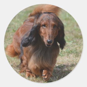 Adesivo Dachshund adorável