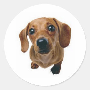 Adesivo Dachshund de Brown