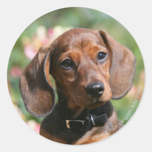 Adesivo Dachshund de Tan Miniture