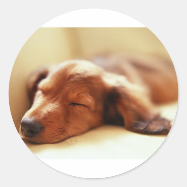 Adesivo Dachshund dormindo (Frente)