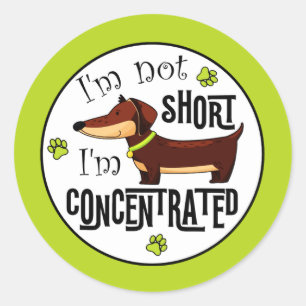 Adesivo Dachshund Não Sou Baixo, Estou Concentrado