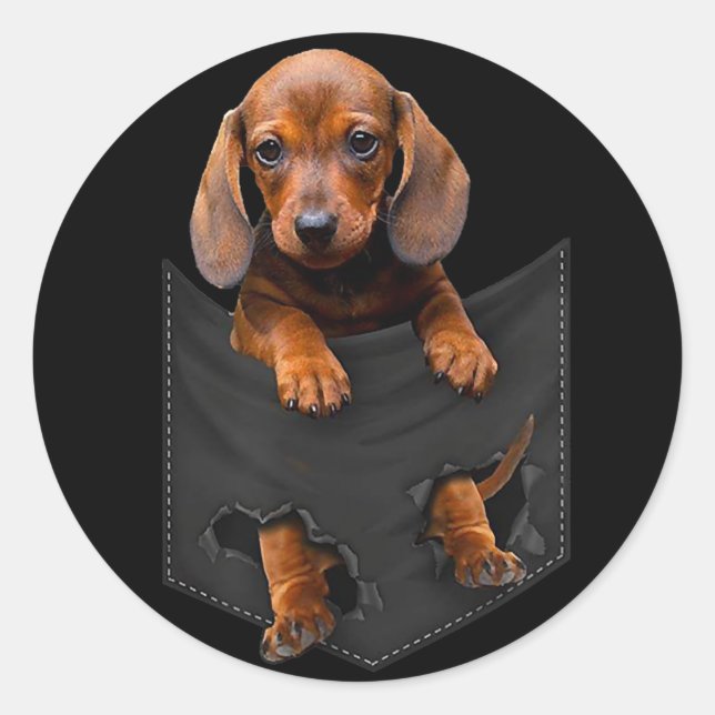 Adesivo Dachshund No Meu Pocket Dachshund Weiner Dog Dift (Frente)