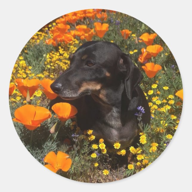 Adesivo Dachshund Puppy com flores silvestres (Frente)