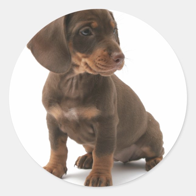 Adesivo Dachshund Puppy Stickers (Frente)