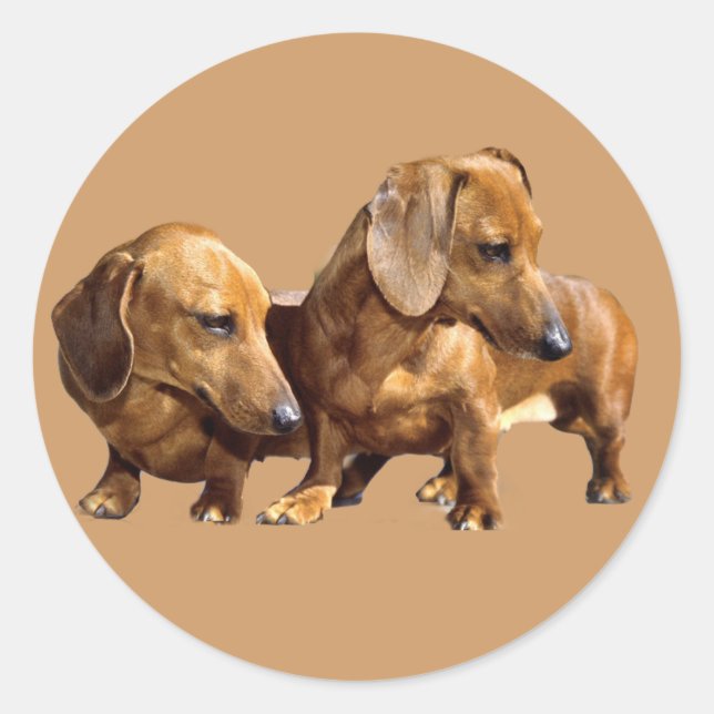 Adesivo Dachshund Smoothies Sticker (Frente)
