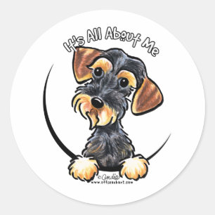 Adesivo Dachshund Wirehaired do javali seu toda