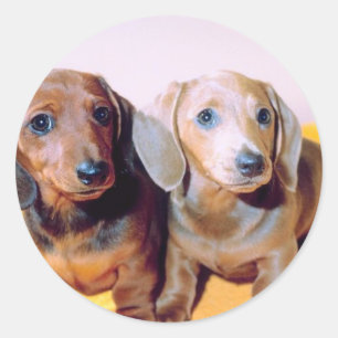 Adesivo Dachsund Puppies