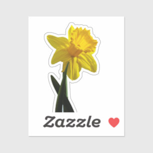 Adesivo Daffodil