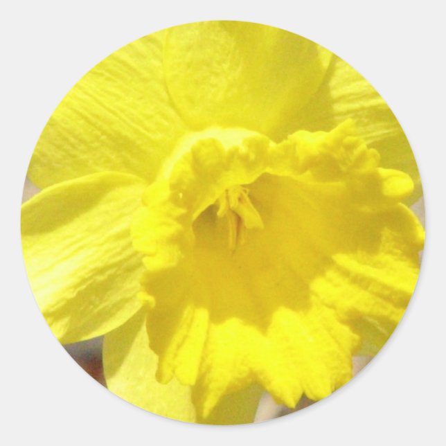 Adesivo Daffodil Classker (Frente)