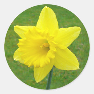 Adesivo Daffodil de Galês