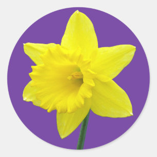 Adesivo Daffodil de Galês - II