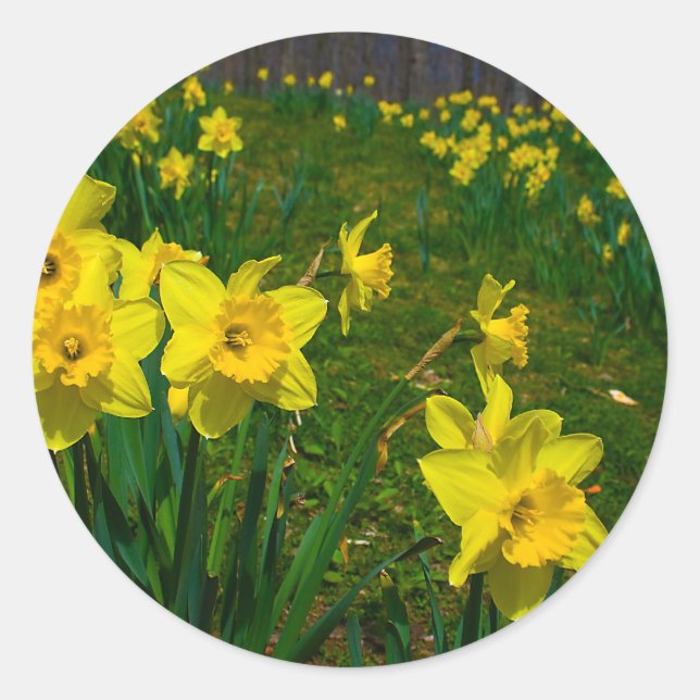 Adesivo Daffodil Delight (Frente)