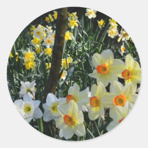 Adesivo Daffodil Dell: Cartão postal de Cheshire, Inglater