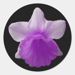 Adesivo Daffodil Roxo