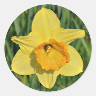 Adesivo Daffodil Stickers