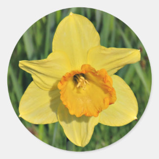 Adesivo Daffodil Stickers