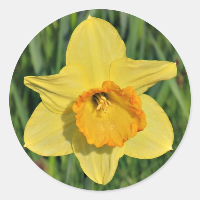 Adesivo Daffodil Stickers (Frente)