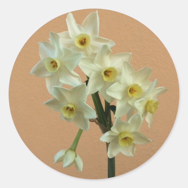 Adesivo Daffodil Stickers (Frente)