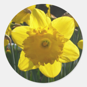 Adesivo Daffodil Sunlit