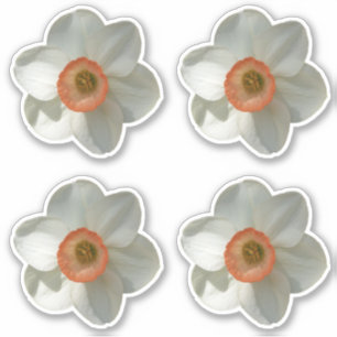 Adesivo Daffodilo Rosa Belo Primavera Flor