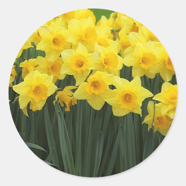 Adesivo Daffodils (Frente)